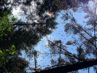  SANTURIO DE MARIPOSA MONARCA 